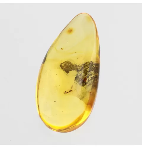 Diptera Insect in Baltic Amber Fossil Specimen