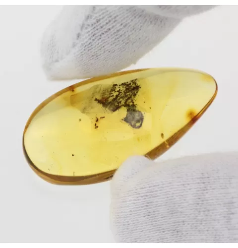 Diptera Insect in Baltic Amber Fossil Specimen