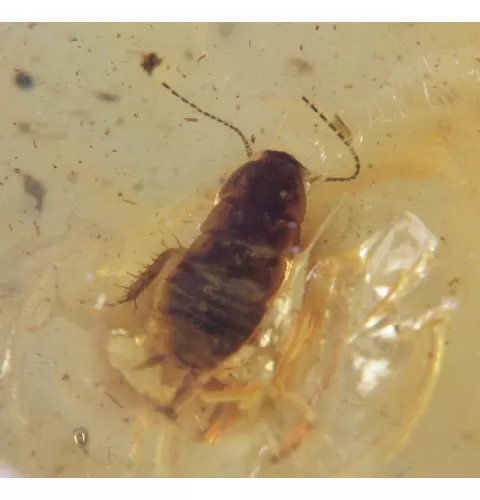 COCKROACH in Baltic amber fossil stone silver pendant
