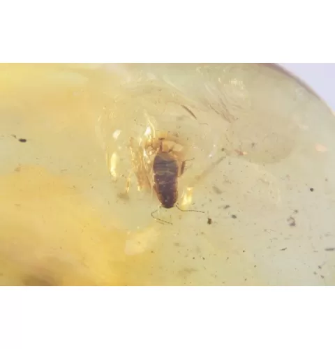 COCKROACH in Baltic amber fossil stone silver pendant