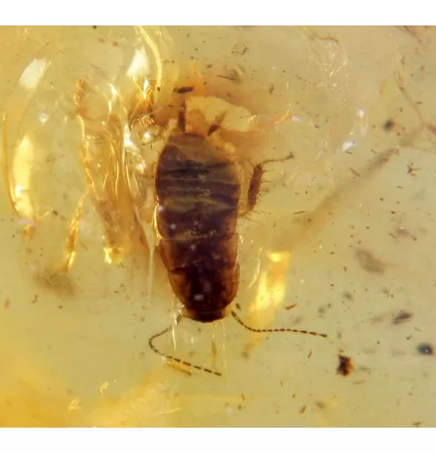 COCKROACH in Baltic amber fossil stone silver pendant