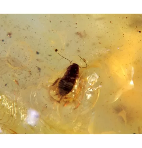 COCKROACH in Baltic amber fossil stone silver pendant