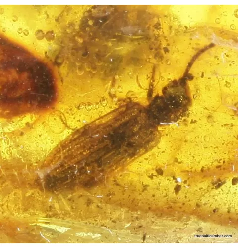 Large CUPEDIDAE in genuine Baltic amber fossil stone