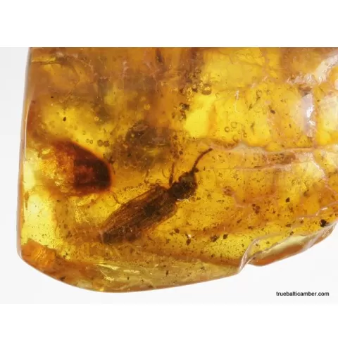 Large CUPEDIDAE in genuine Baltic amber fossil stone