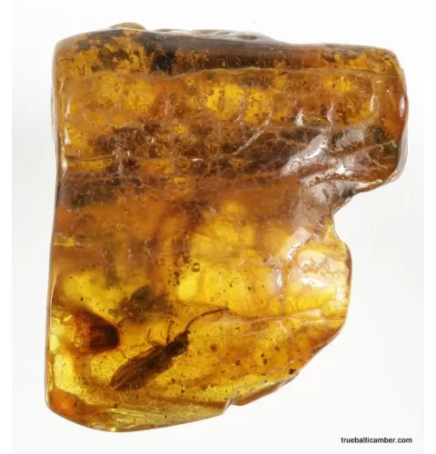 Large CUPEDIDAE in genuine Baltic amber fossil stone