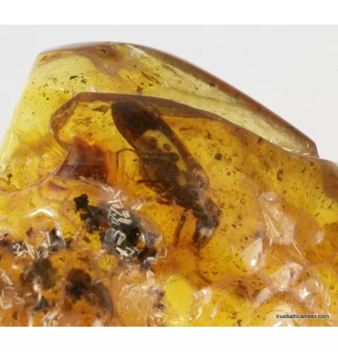 Large CUPEDIDAE in genuine Baltic amber fossil stone