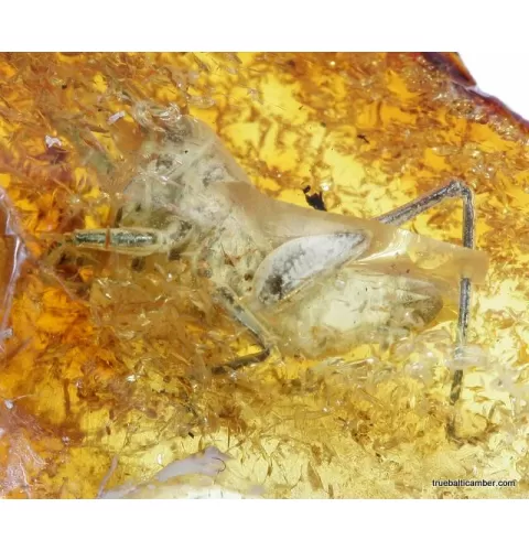 CRICKET in genuine Baltic amber fossil stone