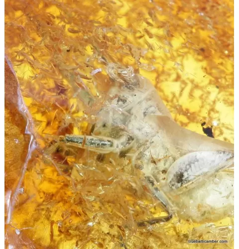 CRICKET in genuine Baltic amber fossil stone