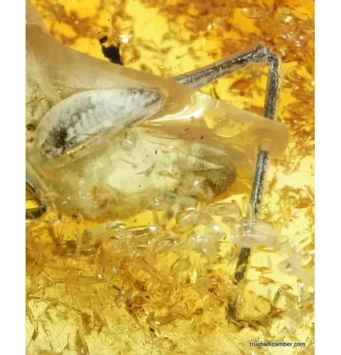CRICKET in genuine Baltic amber fossil stone