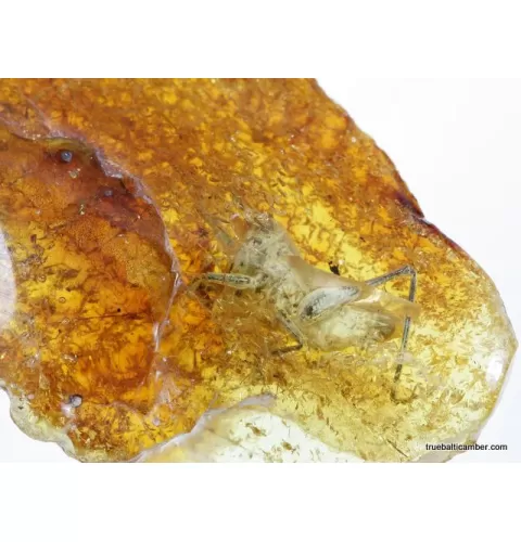 CRICKET in genuine Baltic amber fossil stone