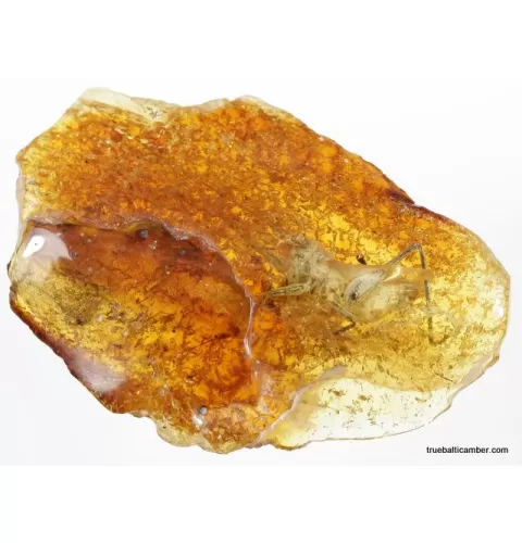 CRICKET in genuine Baltic amber fossil stone
