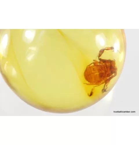 Pseudoscorpion fossil insect in Baltic amber