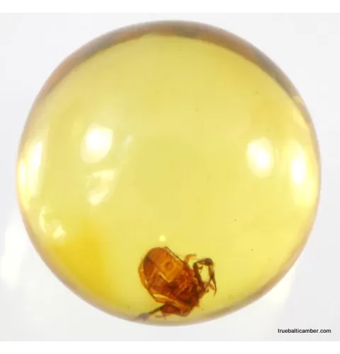 Pseudoscorpion fossil insect in Baltic amber