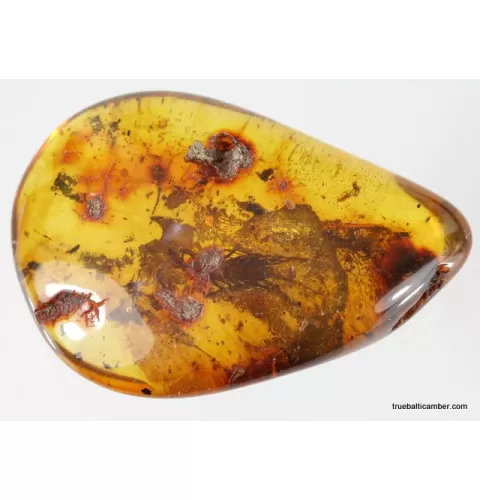 MYRIAPODA fossil insect in Baltic amber