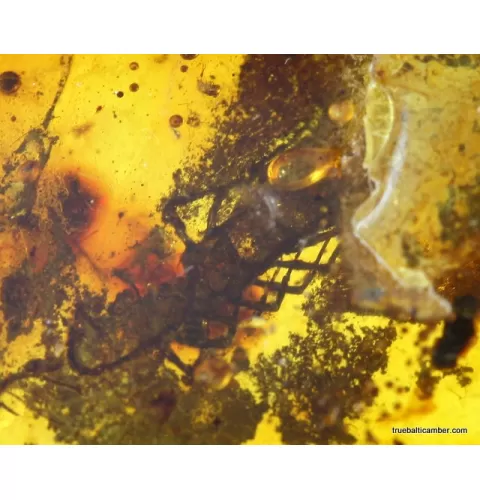 MYRIAPODA fossil insect in Baltic amber