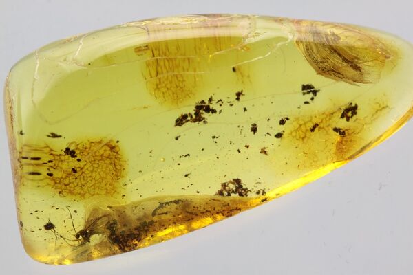Gnat Insect in Baltic Amber Fossil Specimen