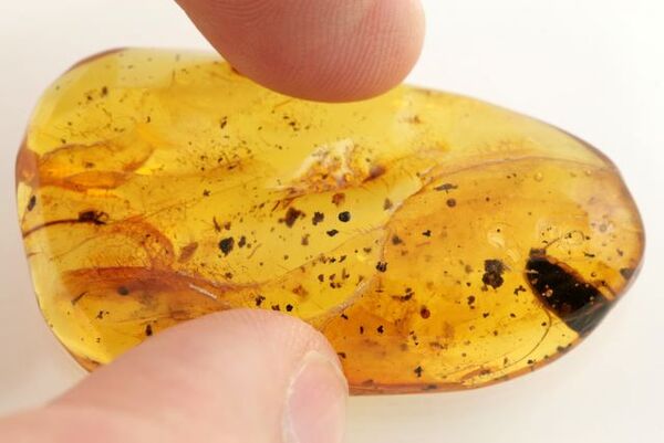 Huge cockroach+ more in genuine Baltic amber fossil stone