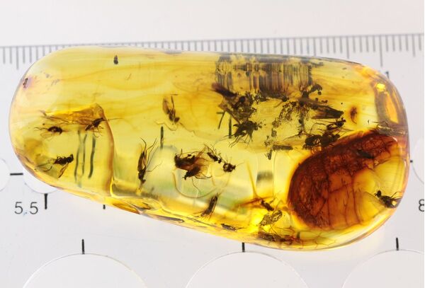 Swarm Insect inclusions in Baltic amber fossil big stone