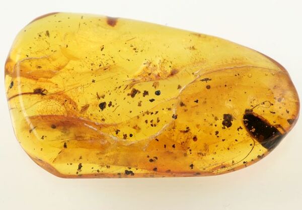 Huge cockroach+ more in genuine Baltic amber fossil stone
