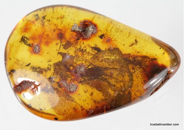 MYRIAPODA fossil insect in Baltic amber