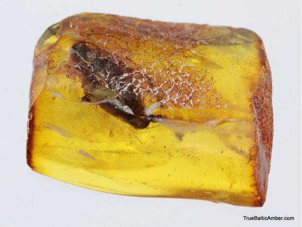Big COCKROACH in Baltic amber fossil stone