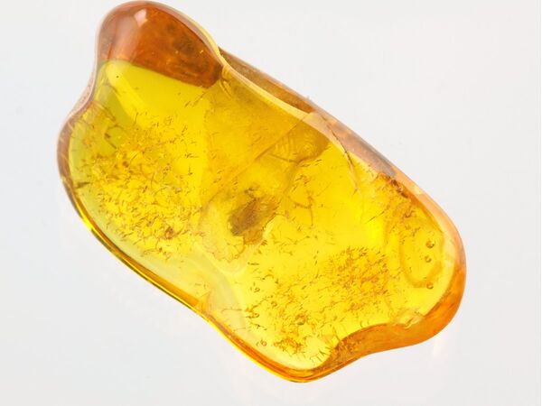 Insect inclusions in Baltic amber fossil stone