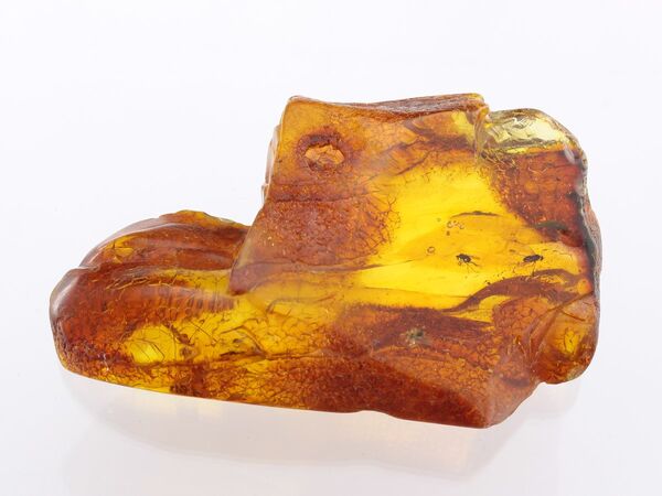 Insect inclusions in Baltic amber fossil large stone