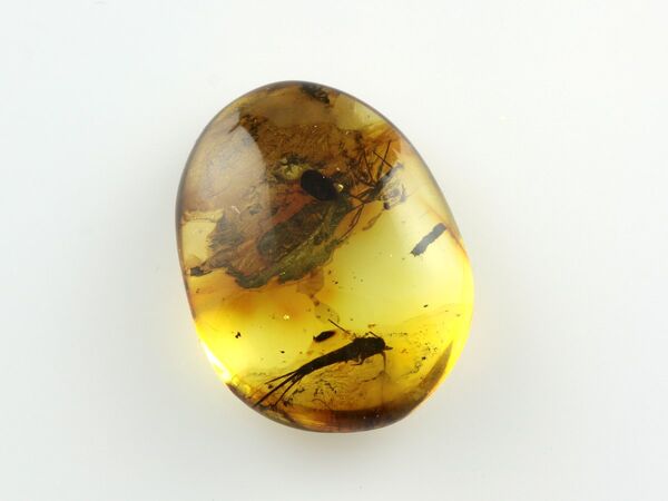 Bristletail Insect inclusions in Baltic amber fossil stone