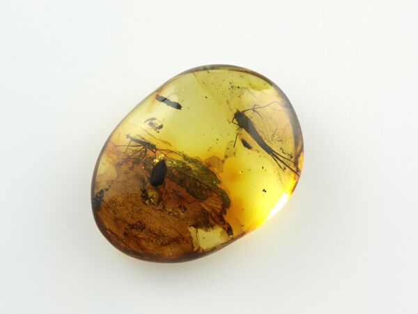 Bristletail Insect inclusions in Baltic amber fossil stone