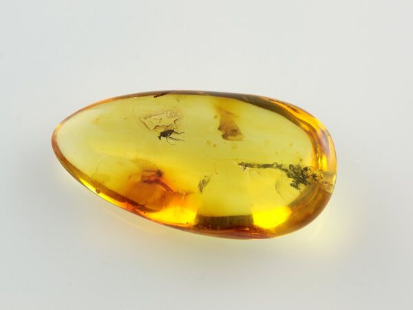 Fly Insect inclusions in Baltic amber fossil stone