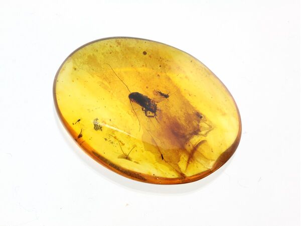 Cockroach Insect inclusions in Baltic amber fossil stone
