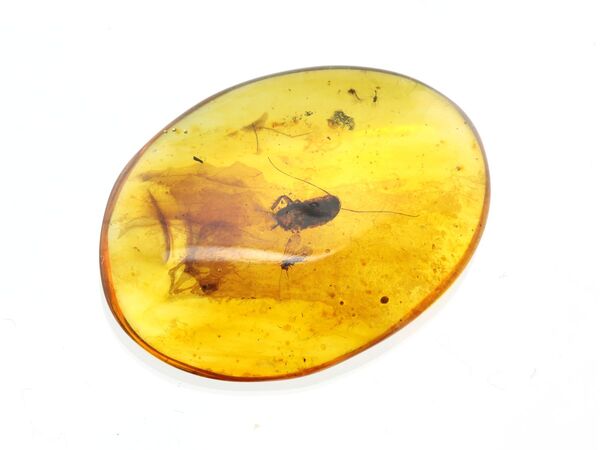 Cockroach Insect inclusions in Baltic amber fossil stone