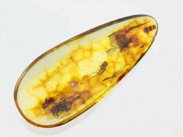 Large Gnat Insect inclusions in Baltic amber fossil stone