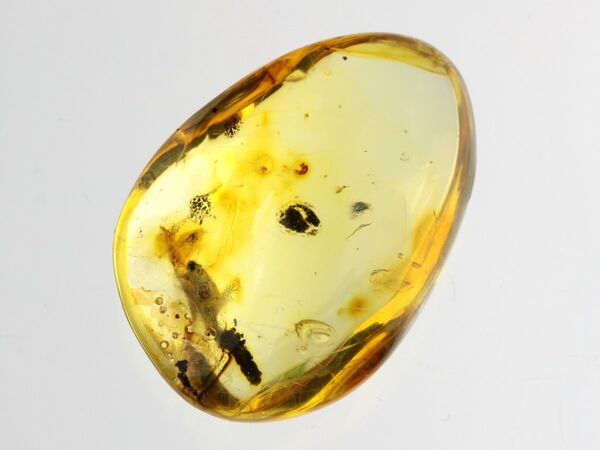 Diptera Insect inclusions in Baltic amber fossil stone