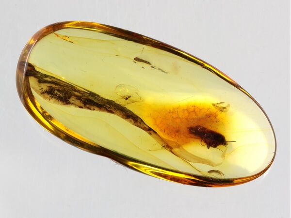 Caddisfly Insect inclusions in Baltic amber fossil stone