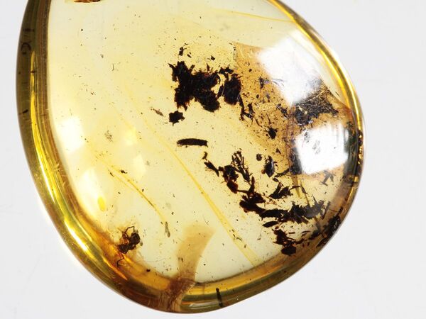 Diptera Insect inclusions in Baltic amber fossil amulet stone