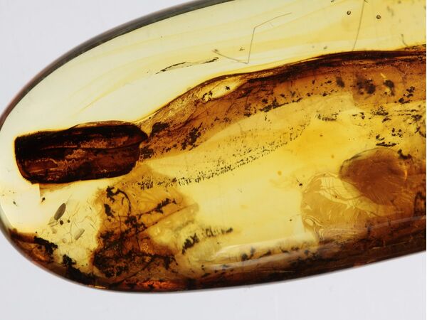 Crane Fly Insect inclusions in Baltic amber fossil amulet stone