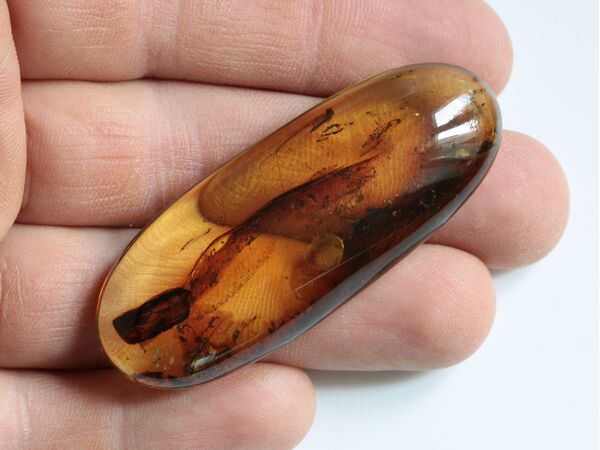 Crane Fly Insect inclusions in Baltic amber fossil amulet stone