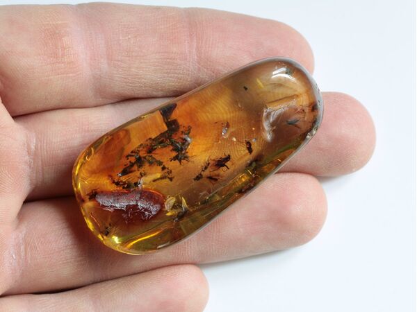 Swarm Insect inclusions in Baltic amber fossil big stone