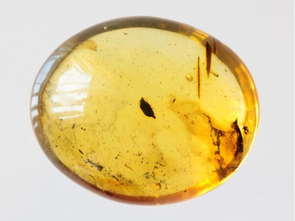 Beetle Insect inclusions in Baltic amber fossil amulet stone