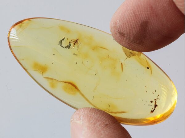 Gnat Insect inclusions in Baltic amber fossil amulet stone