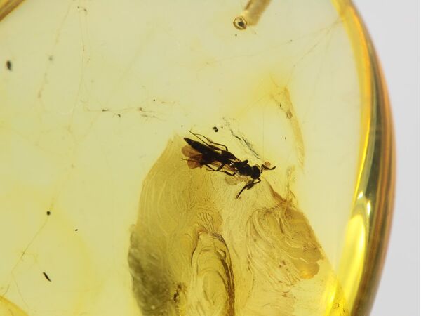 Insect inclusion in Baltic amber fossil big stone