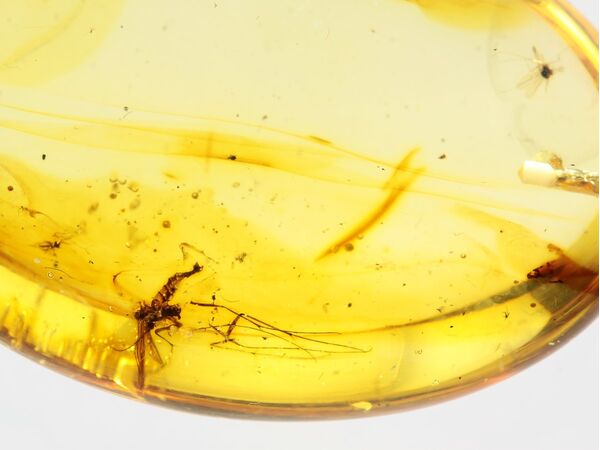 Gnat Insect inclusion in Baltic amber fossil big stone