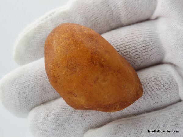 27g Raw Rough Genuine Baltic amber Drop Stone
