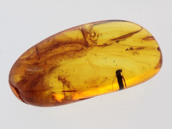 Gnats Insects in Baltic Amber Fossil Specimen