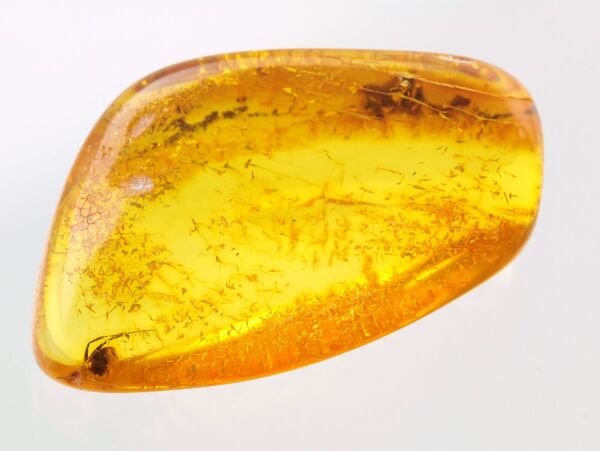 Insect inclusions in Baltic amber fossil stone