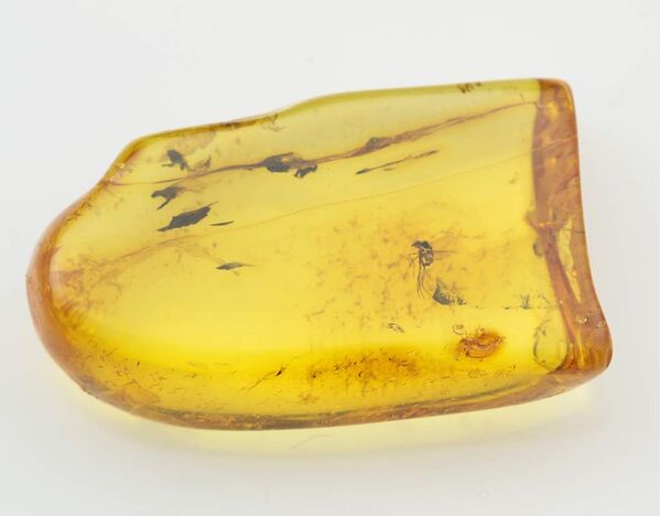 COCKROACH insect inclusion in Baltic amber fossil stone 5g