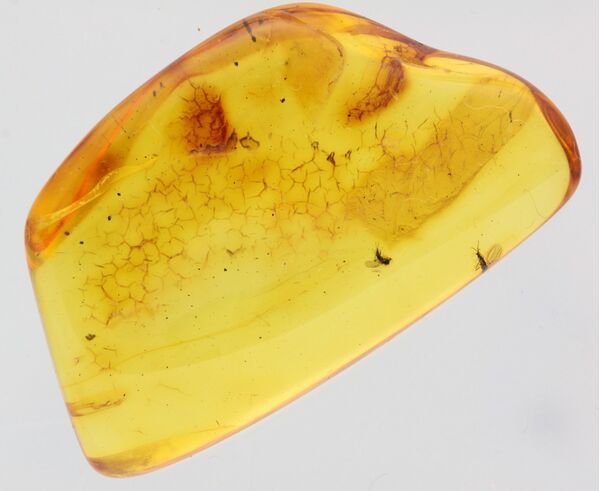 Gnats trapped in Baltic Amber Fossil Specimen