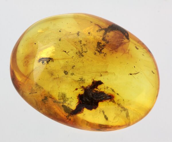 Beetle Insect in Baltic Amber Fossil Specimen