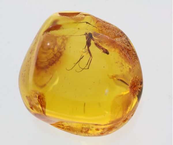 Big Gnat Insect in Baltic Amber Fossil Specimen
